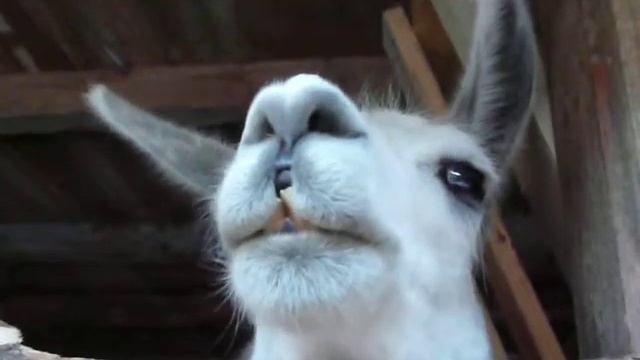 Robbie the white lama 3 смотреть онлайн