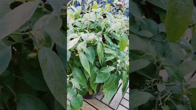 Rocoto pepper plant смотреть онлайн