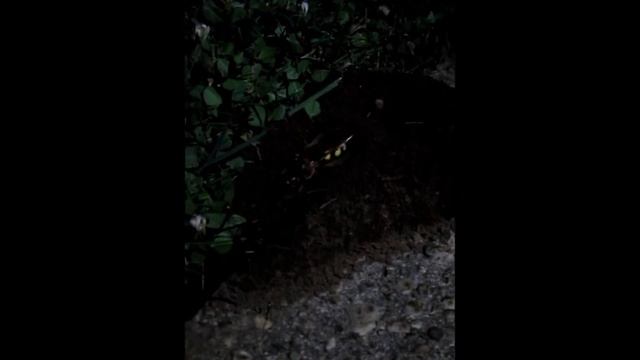 Sphecius speciosus [cicada killer] burrow at midnight смотреть онлайн