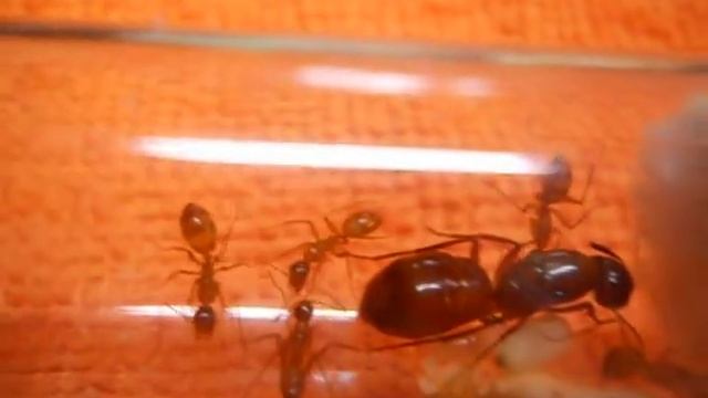 THE MOST AMAZING HAND CRAFTED ANT FORMICARIUM I HAVE EVER SEEN !!!! смотреть онлайн