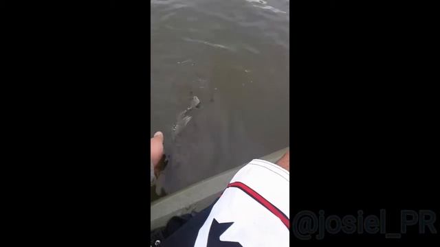 El challenge de rapala shad rap en los lagos de PR Cidra. смотреть онлайн