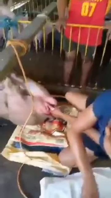 Boar Castration смотреть онлайн