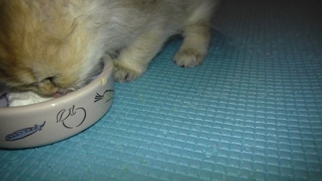 Маленький котенок впервые ест творог смотреть онлайн