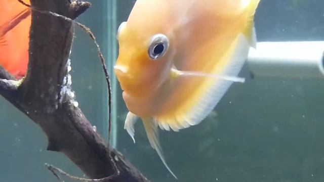 How to Discus Egg Hactched. 64 Gallon Planted Aquarium Discus Tank. смотреть онлайн