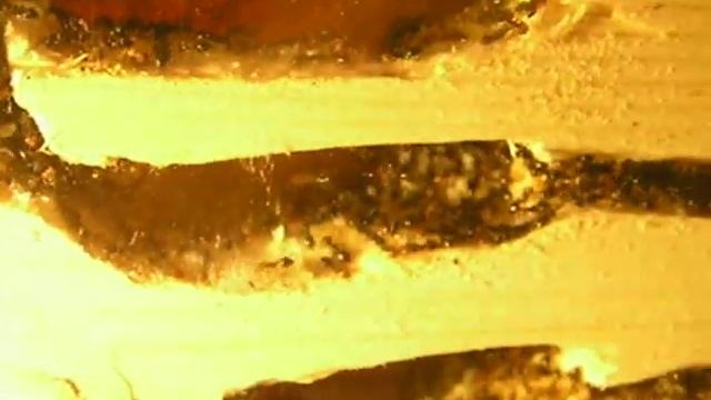 Crematogaster scutellaris смотреть онлайн