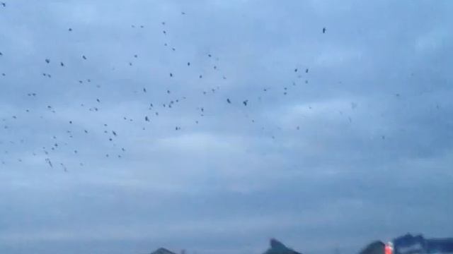 ВОРОНЫ смотреть онлайн