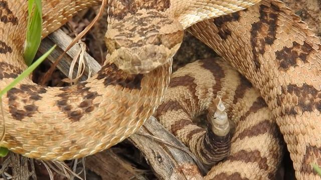 Great Basin Rattlesnake (Crotalus oreganus) смотреть онлайн