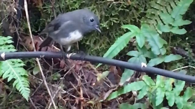 NZ South Island Robin смотреть онлайн