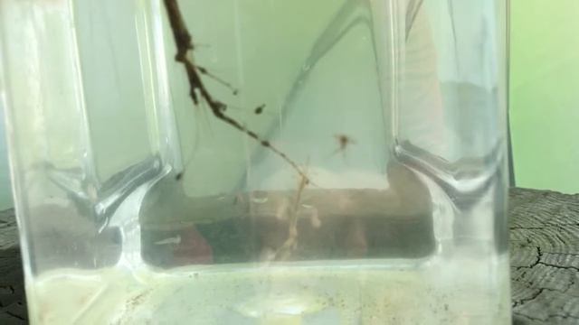 Caprella swims to branch displaces female смотреть онлайн