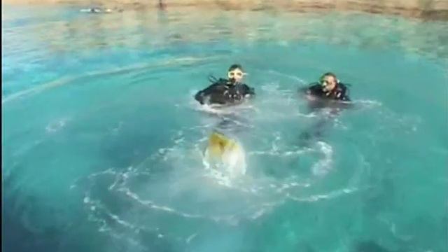 Sharm El-Sheikh смотреть онлайн