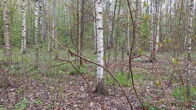Дуэт соловья и славки-черноголовки. 14 мая 2024 г. смотреть онлайн
