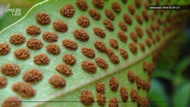 400-million-year-old plant fossil gives rare look at plant evolution смотреть онлайн