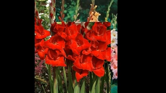 Palmas de Santa Rita - flores lindas! смотреть онлайн