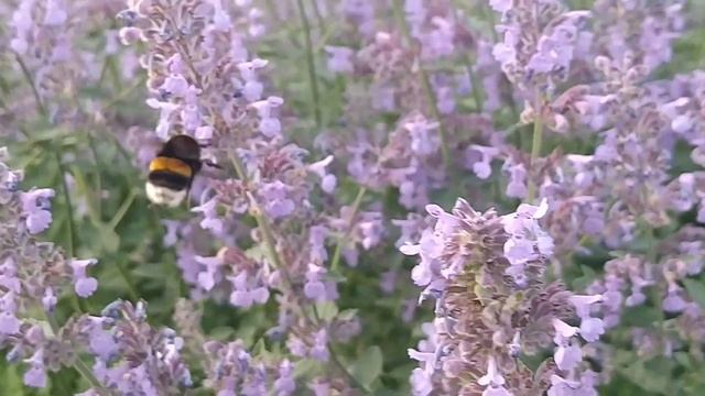 Шок-шмель контент! со звуком и до конца! смотреть онлайн