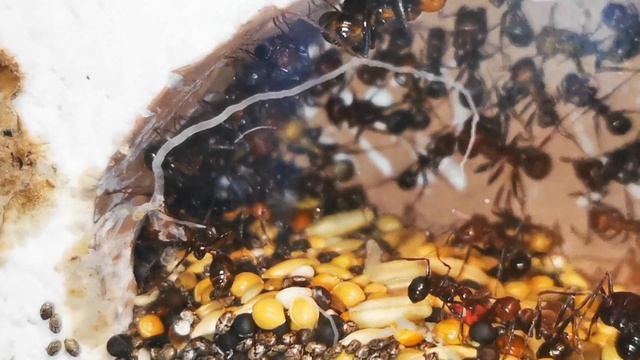 Haltungsbericht Messor cephalotes , Teil irgendwas 😂 смотреть онлайн