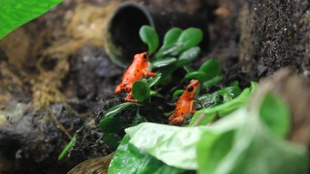 Oophaga Pumilio Bastimentos calling. смотреть онлайн
