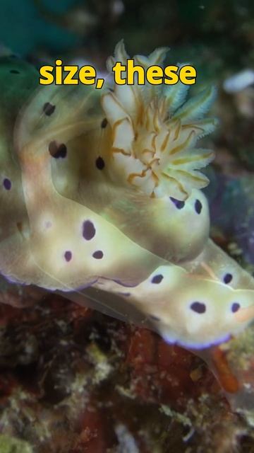 Dancing Nudibranchs: Underwater Ballet of Colorful Sea Slugs смотреть онлайн