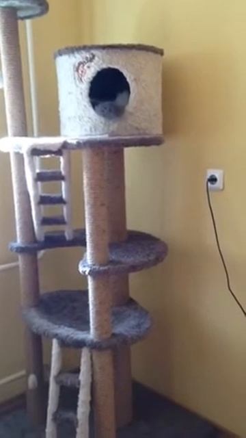 Felix On Fashion Peak, норвежский лесной кот, 1 год смотреть онлайн