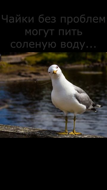 #чайки#интересный факт#shorts смотреть онлайн