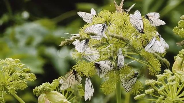 Aporia crataegi, Black Veined White butterflies on the plant | Stock Footage - Videohive смотреть онлайн