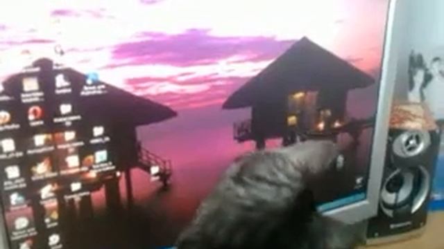 Кот и комп смотреть онлайн