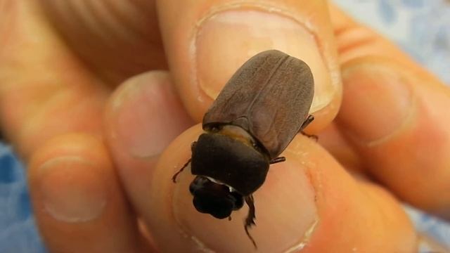 コガネb02 1203Thai смотреть онлайн