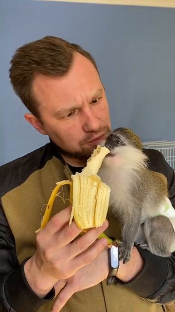 Две обезьяны кушают банан😂 смотреть онлайн