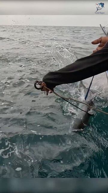 Sea Fish Catching Videos #fishingvideo #fishing #kingmackerel смотреть онлайн