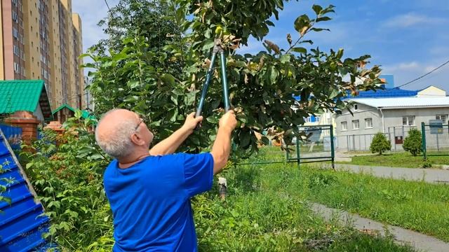 Гнезда бабочек боярышниц смотреть онлайн