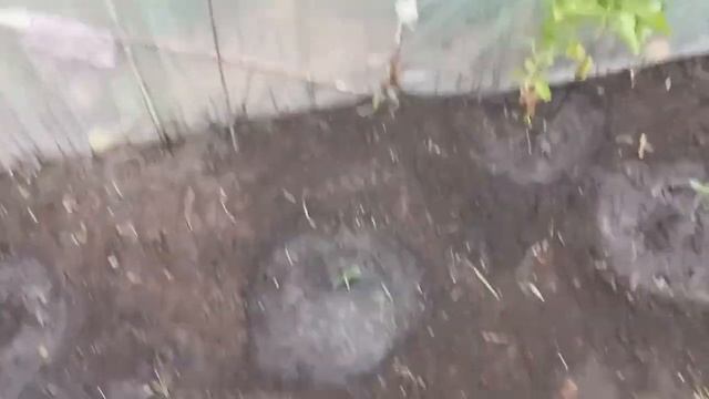 Сажаю огурцы для второго урожая 23. 07. 24г. смотреть онлайн