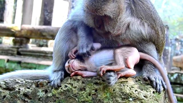 Pigtail Monkey Is Taking Care Mommy Tima To Have A Chance To Be Close To Baby Timo смотреть онлайн