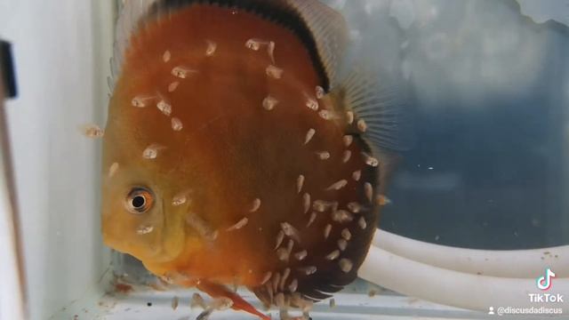 Discus Red COVER baby смотреть онлайн