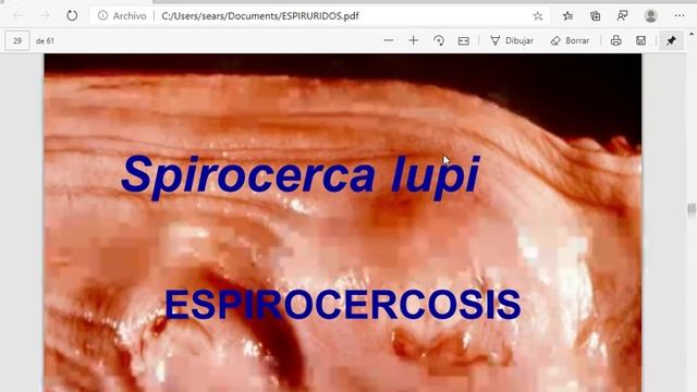 ESPIRURIDOS pdf Perfil 1 Microsoft Edge 2020 04 21 06 00 04 смотреть онлайн