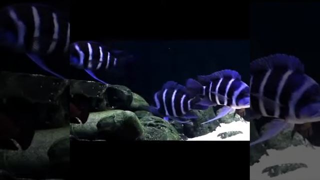 African cichlid fish смотреть онлайн