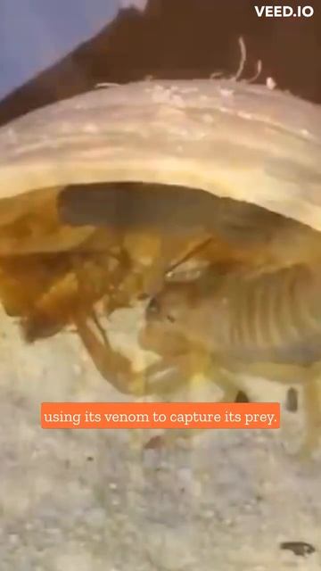 Uncovering the Deadly Venomous Nature of the Desert Scorpion смотреть онлайн