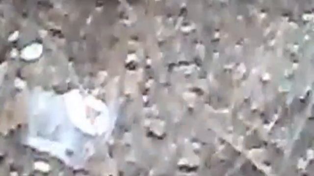 Просто белка смотреть онлайн