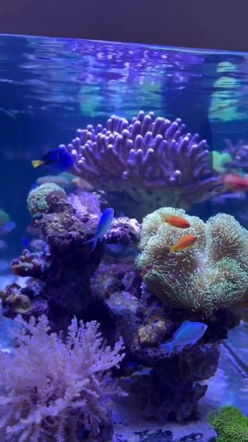 Nemo and Dory are here🫢 смотреть онлайн