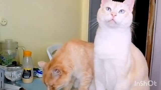 Завтрак и Болталка с котами Напали на черешню #shortvideo #cat #кот смотреть онлайн
