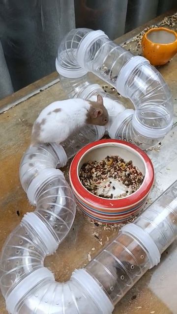 Daily Life Of Hamsta Family - Hamster - Syrian Hamster - Hamster Eating Food - Funny Hamster #short смотреть онлайн