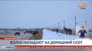 ВОЛКИ НАПАДАЮТ НА ДОМАШНИЙ СКОТ
