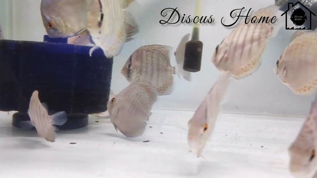 Discus Home | June Stock - 2 смотреть онлайн