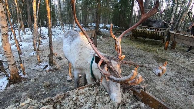 Северный олень смотреть онлайн
