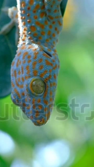 Blue Gecko #animal смотреть онлайн