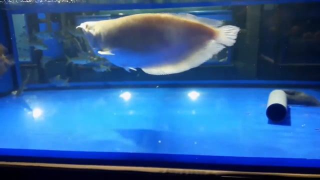Albino Silver Arowana