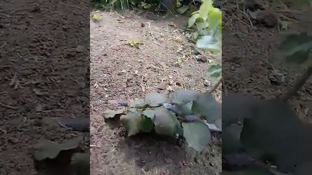 Фундук моє хоббі. Сорт “Сирeна чeрвонолистий” смотреть онлайн