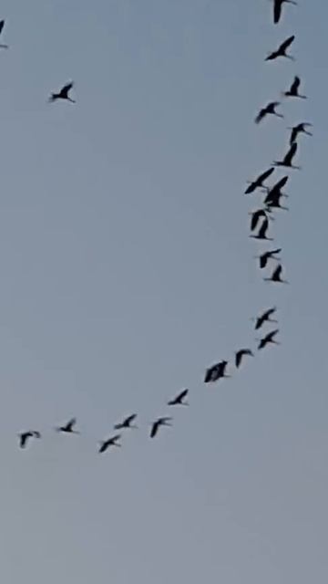 Ты этого никогда не видел... смотреть онлайн