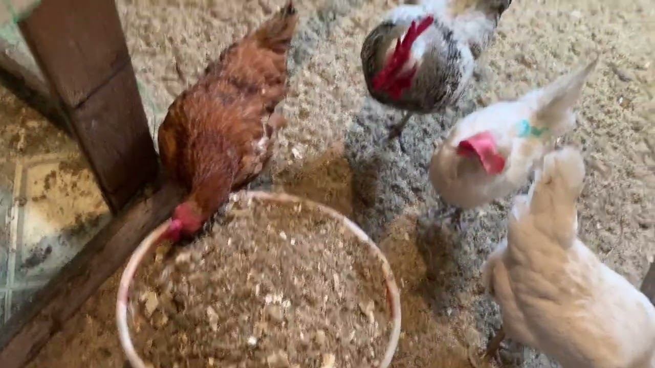 ОТУЧАЮ КУРИЦУ БЫТЬ КВОЧКОЙ/ЧЕСНОЧНЫЕ БУЛЬБОЧКИ КУРАМ⁉️ДЕЛАЕМ МЕШАНКУ ДЛЯ КУР/ 3 ФЕВРАЛЯ 2025г. смотреть онлайн