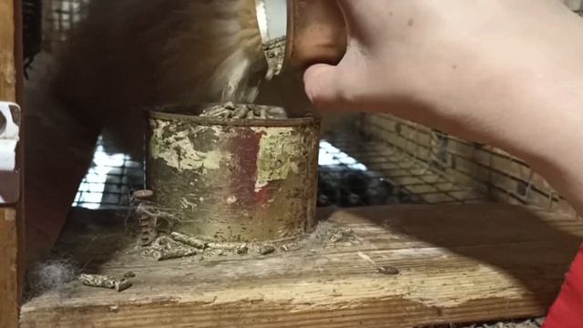 Пойдете со мной кормить кроликов? смотреть онлайн