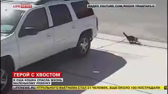 Кошка спасла ребенка(от собаки) смотреть онлайн