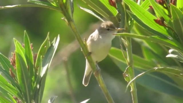 6.5.15 Hypolaïs pâle (Iduna pallida elaeica, Eastern Olivaceous Warbler) смотреть онлайн